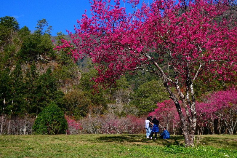 奧萬大森林遊樂區內的山櫻花也已盛開，，藍天綠地搭配火紅櫻花，美景如畫。（林務局南投林管處提供）