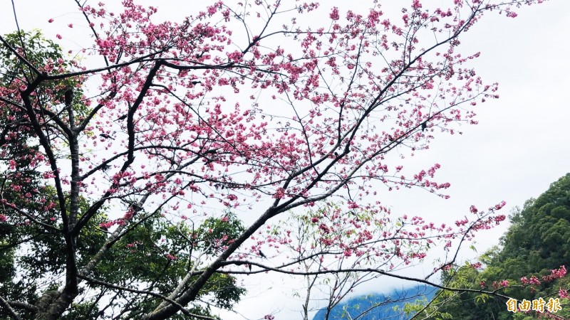 霧台櫻花已經陸續開放了。（記者羅欣貞攝）