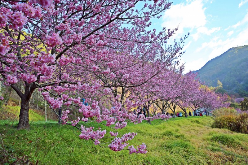 每年武陵農場櫻花季，都吸引大批民眾上山賞櫻。（圖：公路總局提供）