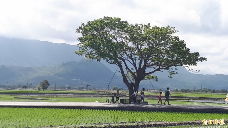 池上伯朗大道有金城武樹加持，居去年台東旅遊人次第2名。（記者黃明堂攝）