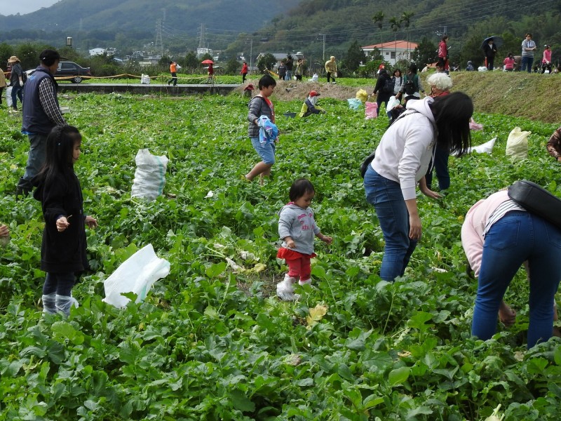 關山鎮蘿蔔18日開拔。（記者黃明堂翻攝）