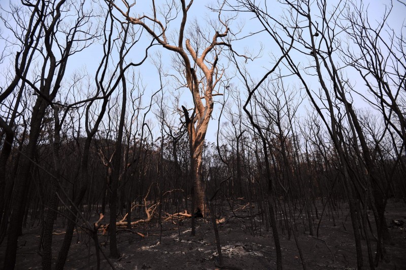 澳洲爆發數百起野火延燒超過2個月，吞噬大片土地，無數房屋燒毀。（法新社）