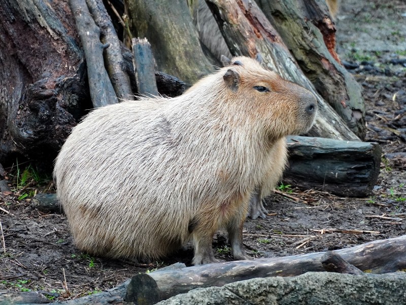 水豚身軀龐大，是囓齒類動物。（台北市立動物園提供）