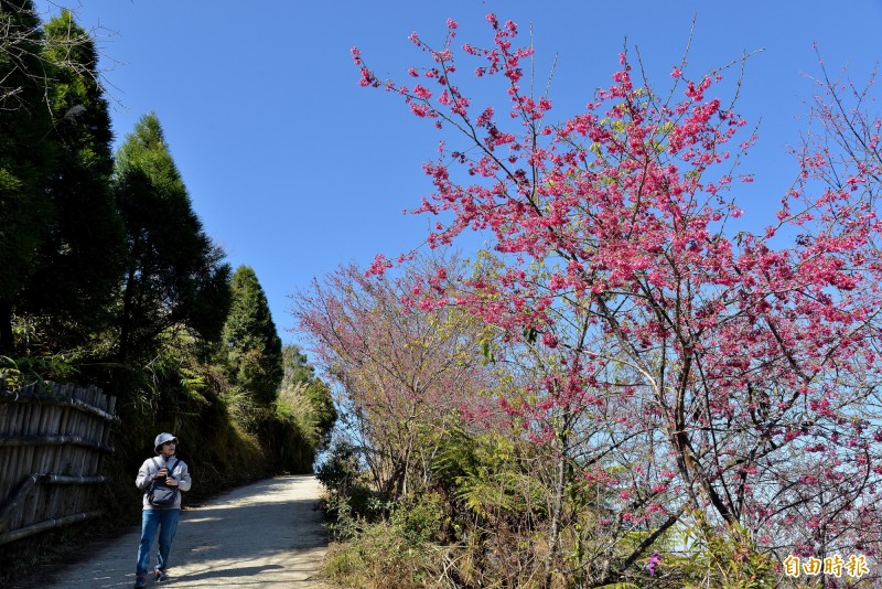 桃源寶山二集團櫻花公園的山櫻花已綻放約7成。（記者許麗娟攝）