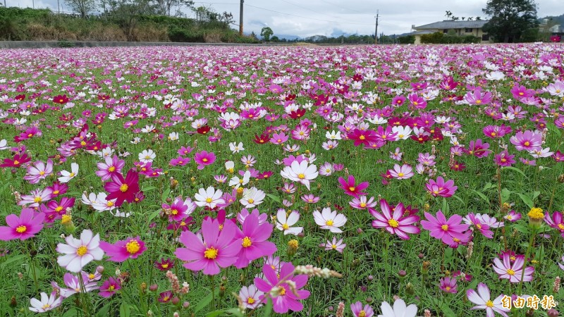 二層坪的波斯菊盛開。（記者黃明堂攝）