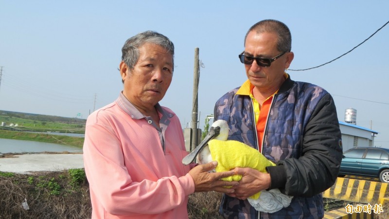 全球黑面琵鷺普查進入第2天，學甲濕地生態園區發現1隻受傷黑面琵鷺，普查人員黃永豐（左）及邱景威搶救緊急送醫。（記者王涵平攝）