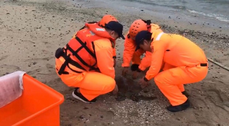 竹灣安檢所發現海龜擱淺，橘衣海洋守護者立即出動。（第七岸巡隊提供）