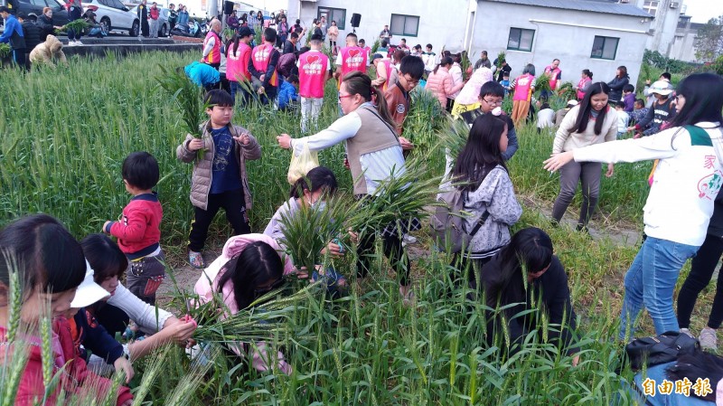 雲林家扶中心300多名大人、小孩一起到麥田收割小麥，大家玩得很開心。（記者黃淑莉攝）