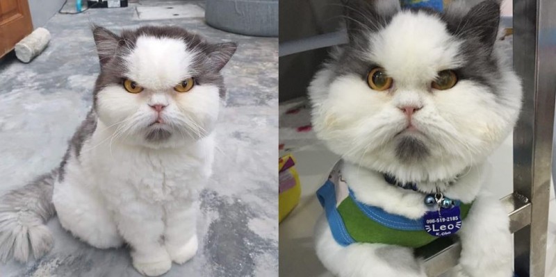 泰國1隻名叫LEO的貓紅到台灣，被封為「可愛臭臉貓」。（圖取自泰國「貓奴」臉書社團）