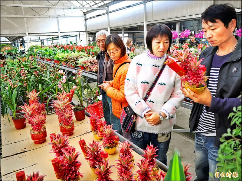 台中 中社花市好兆頭應景盆栽搶手 臺中市 自由時報電子報