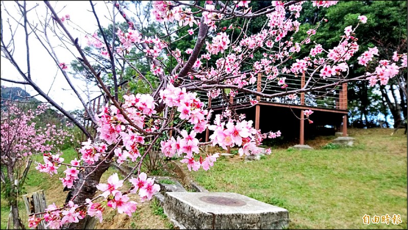 冷氣團發威北橫賞櫻季提前報到 生活 自由時報電子報 冷氣團發威北橫賞櫻季提前報到 生活 自由時報電子報