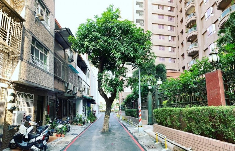 高雄新興區一處巷道，有棵芒果樹成為最狂路霸。（圖取自「高雄點 Kaohsiung.」）