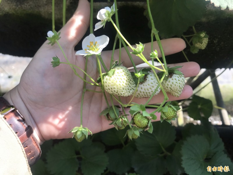 台灣氣候較不適合白草莓種植，尤其南部露天種植更是不易，南科草莓園仍引進200株桃心白草莓，近日總算順利結果熟成。（記者萬于甄攝）