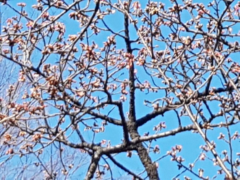 日本上野公園櫻花以往都是在2月初才會慢慢開放，今年提早見到寒櫻初綻放。（圖由民眾提供）