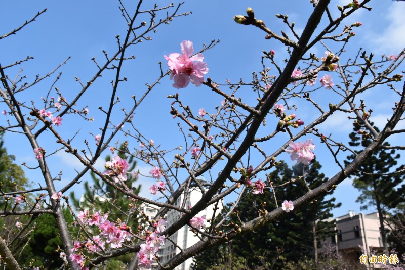 走春賞櫻免赴日 桃園中大湖畔大展 櫻 姿 生活 自由時報電子報