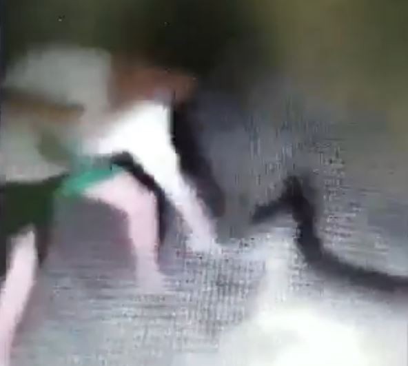 近日網路上流傳一名少年「狂毆袋鼠」的影片，不但遭到網友撻伐、肉搜，警方目前也已介入調查。 （圖擷取自臉書 Oh My Animals）