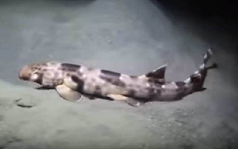 走路鯊 澳洲發現4新種能用鰭走路 國際 自由時報電子報