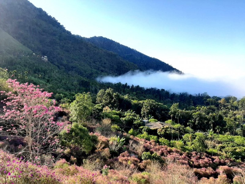 在梅峰古道上，可同步欣賞花海、雲海的「雙海」美景。（記者吳俊鋒翻攝）