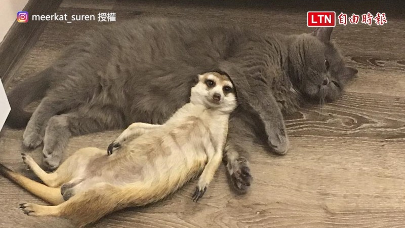 狐獴Suria躺在藍貓Nice的懷裡。（Instagram meerkat_suren 授權）