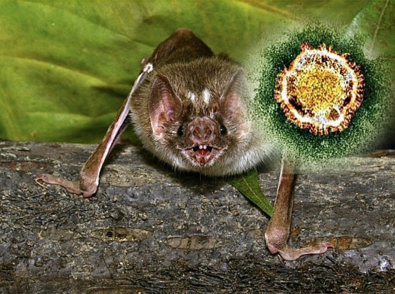 武漢病毒所研究員石正麗被發現，過去曾以SARS病毒結合蝙蝠體內冠狀病毒，製造出新病毒並有效感染人類呼吸道細胞。（本報合成）