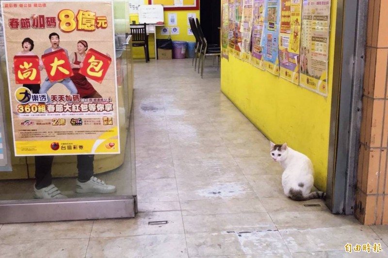 彩券行門口的流浪貓被認為招財貓。（記者蔡淑媛攝）
