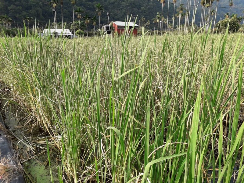 去年捲葉節蟎嚴重肆虐埔里茭白筍田，導致葉片捲曲枯萎，為害面積近6成。（圖由農民提供）