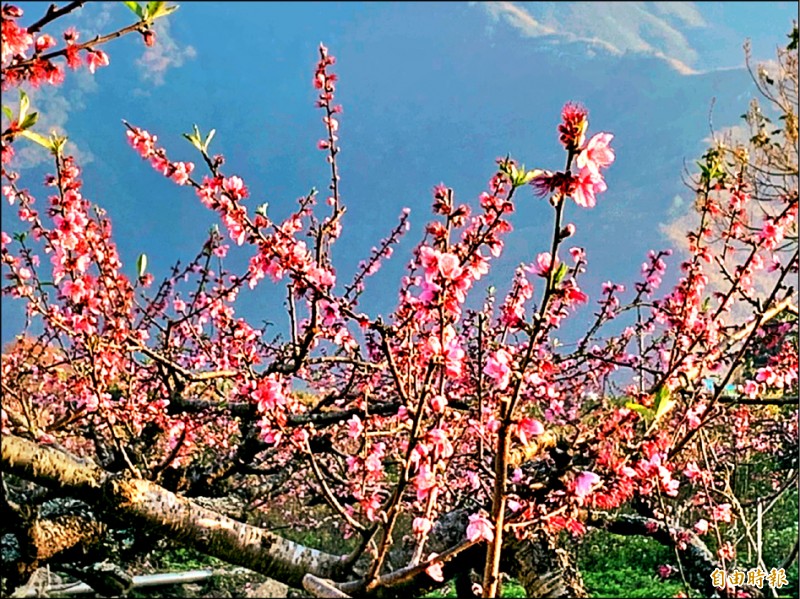 復興區「五月桃」陸續開花，粉紅色花海令人驚豔。（記者李容萍攝）