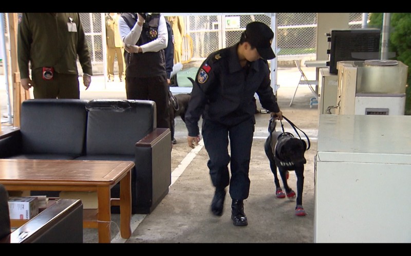 士林憲兵隊展示緝毒犬訓練成果。（圖由軍聞社提供）