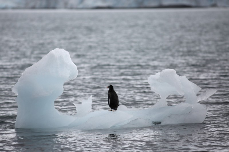 地球暖化加速南極大陸融冰，危及企鵝族群生存。（路透檔案照）