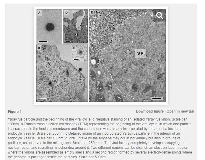 有科學家在巴西人造湖潘帕哈「Lake Pampulha」中發現一種從未看過的病毒，目前暫時將它命名為為「雅拉」（Yaravirus brasiliensis）。（圖擷取自biorxiv.org科學雜誌）