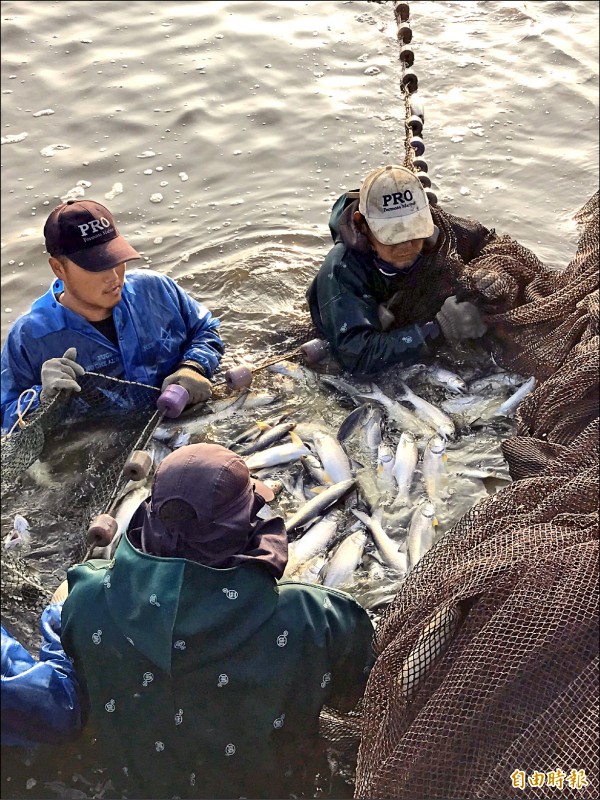 午仔魚近期成為屏東縣新興養殖魚種。（記者陳彥廷攝）