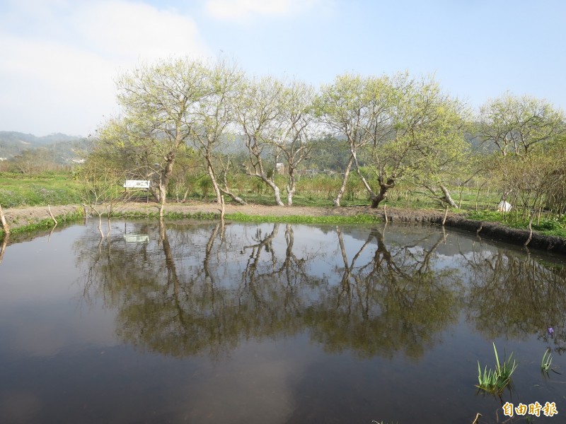 日月潭頭社盆地以水社柳固岸護土，並發展出浮田農耕文化，沼澤變良田的故事，獲公告登錄為文化景觀。（記者劉濱銓攝）