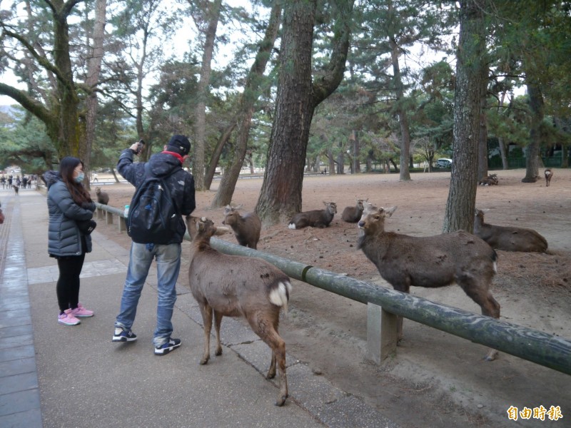 武漢肺炎 日本觀光受重創奈良鹿群追著遊客討鹿仙貝 國際 自由時報電子報