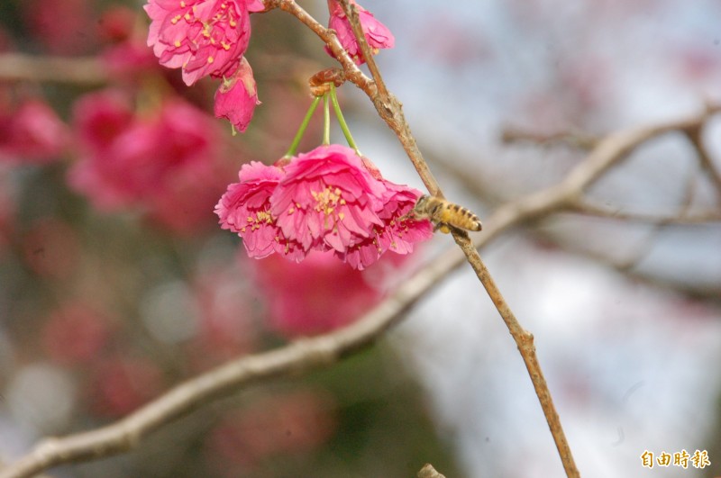 陽明山花季15日登場八重櫻提早盛開 生活 自由時報電子報