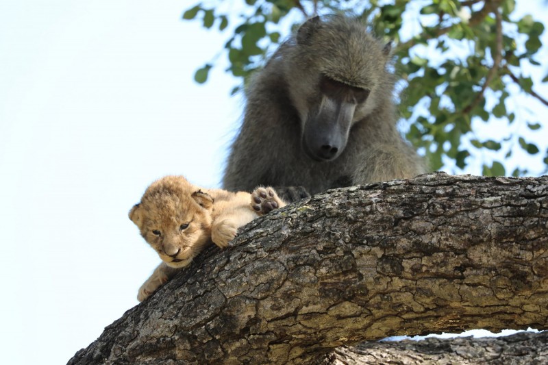 南非克留格爾國家公園一隻公狒狒抱著小獅子遊走。（美聯社）