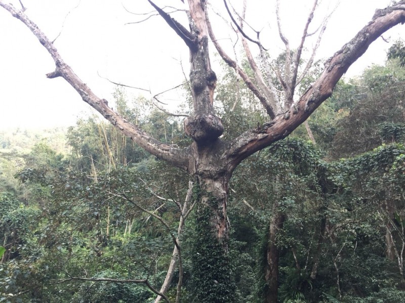 日月潭環潭公路有棵山黃麻，因突出的樹瘤與細長樹枝，外型有如電影主角「E.T.外星人」。（記者劉濱銓翻攝）