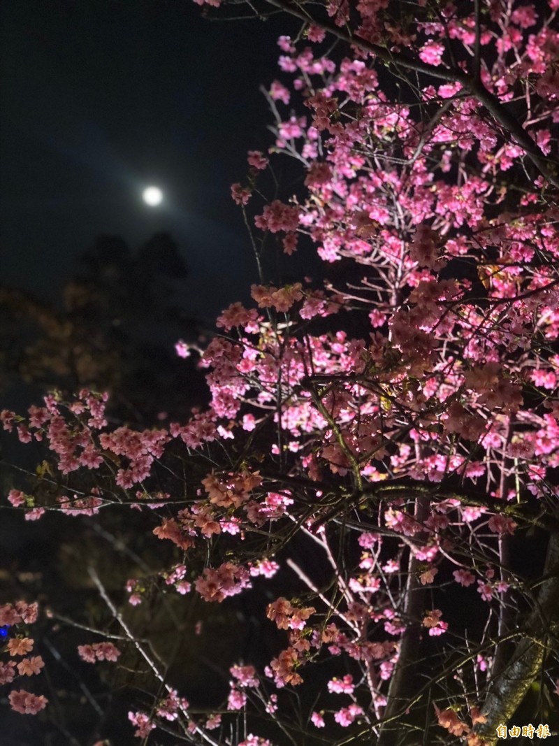 新竹公園的櫻花正綻放！包括河津櫻和富士櫻，都陸續盛開，櫻花期可到2月底，民眾賞櫻要把握機會。（記者洪美秀攝）