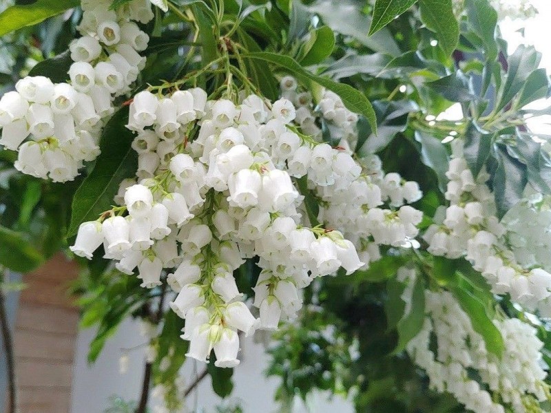 馬醉木外型嬌嫩，卻是全株有毒的植物。（圖由台北市公園處提供）