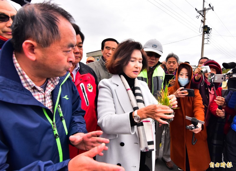 宜蘭縣長林姿妙到水稻受害田區會勘，盼中央比照天災將災損列入補助。（記者張議晨攝）