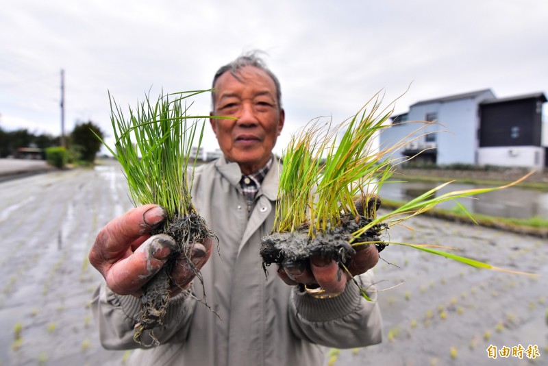 農友翁佳重舉著正常（左）與受害的水稻（右），對於農田受鹽害充滿無奈。（記者張議晨攝）