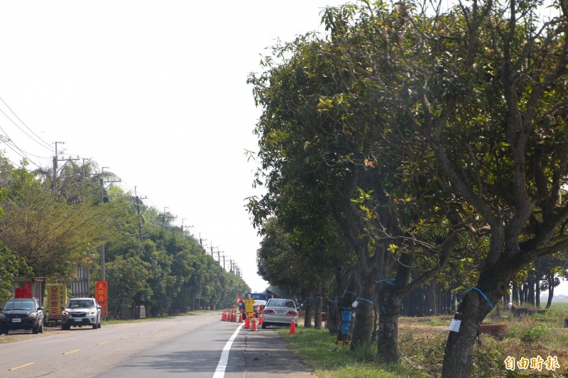 嘉義縣府進行縣道167線道路拓寬工程，一旁的芒果樹及桃花心木會保留。（記者林宜樟攝）