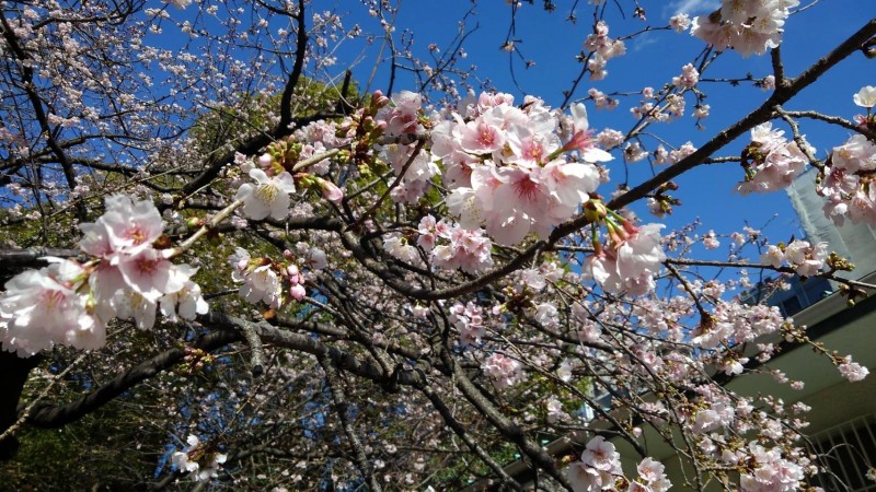 日本東京上野公園大門口的櫻花已經開放。（讀者提供）