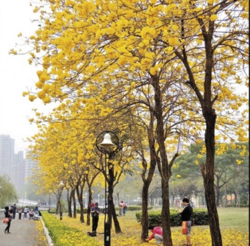 台灣的黃花風鈴木即將盛開。（本報資料照片，非目前花況）