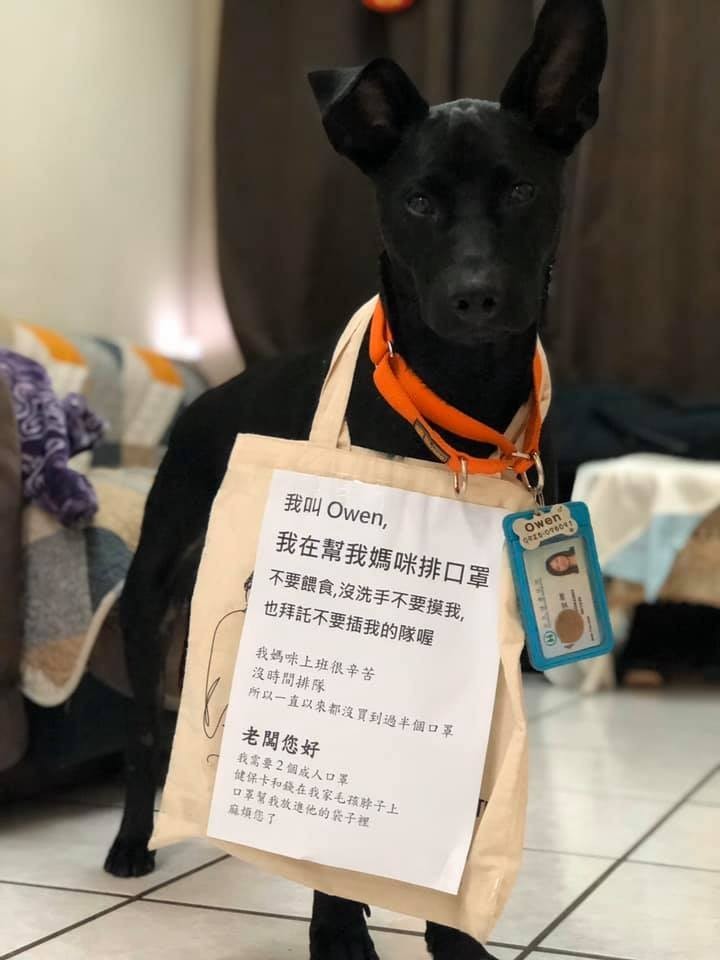 有網友突發奇想將自家愛犬打扮成「上街購物裝」，來代替自己排隊買口罩，並詢問網友此方法是否可行。貼文一出，立即湧入大批網友熱烈迴響。（圖擷取自臉書＿有點毛毛的/Goody Wu授權）