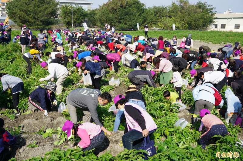 潭子馬鈴薯田開放挖採，場面熱鬧。（記者張軒哲攝）