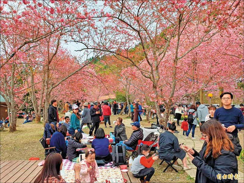 北橫櫻花盛開七成，吸引不少遊客上山賞花。（記者許倬勛攝）