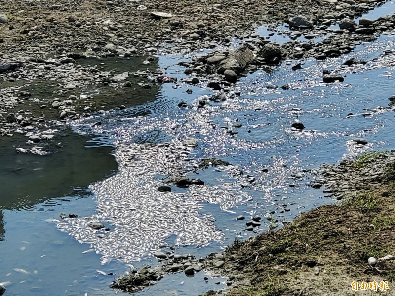 新竹縣竹北市豆子埔溪再度發生魚群死亡事件，社崙橋下游溪段水面上有大批魚屍。（記者蔡孟尚攝）