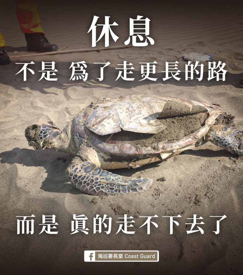 昨天全台1天就發生多達9起的海龜死亡事件。海巡署表示，如此多隻海龜短時間密集死亡，案情並不單純，而經解剖後發現，可能都是被人類漁網所害。（圖擷自「海巡署長室」臉書）