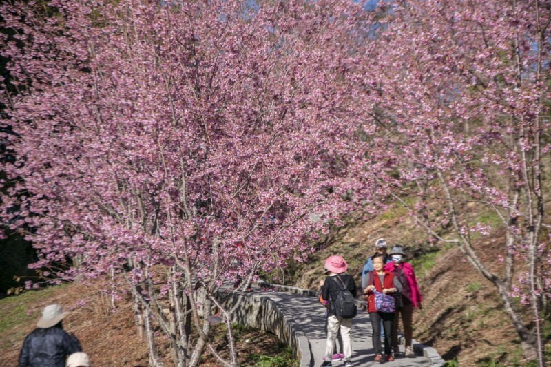 福壽山農場千櫻園粉紅櫻花大爆發，花開近7成。（福壽山農場提供）