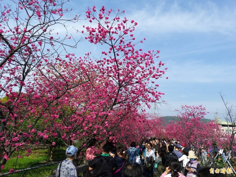 泰安櫻花228連假盛開，吸引遊客賞花。（記者張軒哲攝）